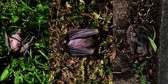 Fenomena Misterius, Banyak Kelelawar Mati Berjatuhan di Israel