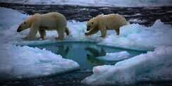 Es di Kutub Utara 30 Tahun Lagi Mencair Semua, Begini Nasib Kehidupan di Bumi