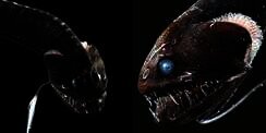 Ikan Ultra-Hitam, Nyaris Tak Terlihat dan Lampu Kamera Seperti Diserap