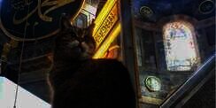 Hagia Sophia Jadi Masjid, Gli Si Kucing Terkenal Tetap Tinggal