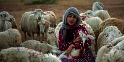 Rukun, Syarat Sah, dan Tata Cara Penyembelihan Hewan Qurban