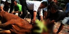 Waktu Paling Utama Menyembelih Hewan Kurban