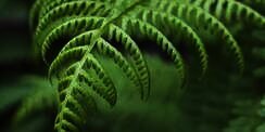 Ciri-Ciri Tumbuhan Paku, Pengertian, Struktur, Klasifikasi dan Manfaat