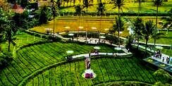 Viral Objek Wisata di Tengah Sawah Dekat Candi Borobudur