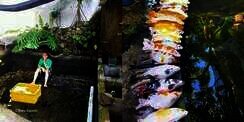 Apes! Minta Orang Kuras Kolam, Semua Ikan Koi Kesayangan Mati Tak Tersisa