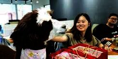 Kurangi Stres Pegawai, Perusahaan Rekrut Alpaca Buat Keliling Kantor