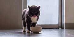 Tampak Sepele, 5 Kesalahan Memberi Makanan Bisa Ancam Kesehatan Si Kucing