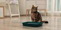 Cara Mengajarkan Kucing Buang Air di Litter Box