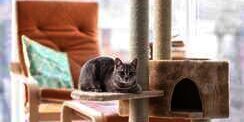 Tanpa Peta, Begini Cara Kucing Temukan Jalan Pulang setelah Sempat Menghilang
