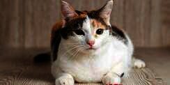 Kucing Makan Permen! Untuk Pencegahan, Ketahui Dampaknya Yuk