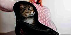 Membawa Kucing Pakai Tasnya Ternyata Gampang-Gampang Susah, Begini Triknya!