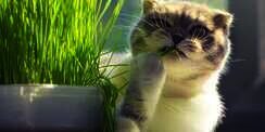Kenapa Sih Kucing Suka Makan Rumput?
