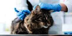 Mitos dan Fakta Vaksinasi Pada Kucing