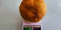 Heboh Jeruk Raksasa, Beratnya Sampai 1,425 Kg
