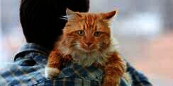 Tahukah Kamu Kenapa Kucing Suka Bersandar di Pundakmu?
