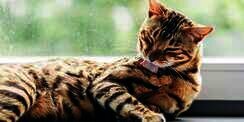 Jangan Sepelekan Scabies pada Kucing, Kenali Gejala dan Cara Mengobatinya