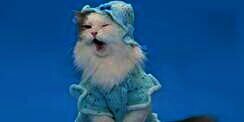 Tahun Baru, Saatnya Makeover Kucing Kesayangan dengan Kostum Super Lucu
