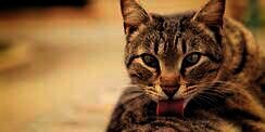 Fakta Unik di Balik Lidah Kucing, Dari Tanda Cinta hingga Jaga Kesehatannya