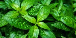 Lebih Murah, Thailand Pakai Obat Herbal Tangani Pasien Covid-19