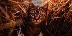Dianggap Lebih Cantik, Ini Lho Keuntungan Memelihara Kucing Lokal