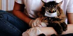 5 Tips Anti Panik Saat Kucing Kesayangan Terserang Flu