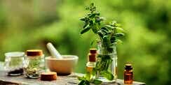 Manfaat Peppermint Oil pada Skincare untuk Kesehatan Kulit