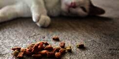 Kenali Bahan-Bahannya, Jangan Sampai Salah Pilih Makanan Kucing Halal