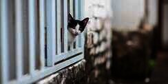 Apa Kabar Dunia? 9 Gambar Kucing Lucu ini Tepat Gambarkan Kegundahanmu