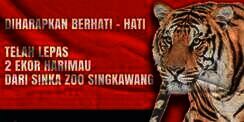2 Ekor Harimau Kebun Binatang di Singkawang Lepas, Warga Diimbau Waspada