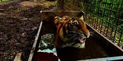Detik-Detik Mencekam 2 Harimau Kabur di Singkawang dan Penyebab Lolos Kandang