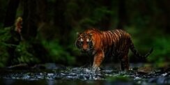 Pawang Tewas Saat Berusaha Tangkap Harimau Lepas di Kebun Binatang Singkawang