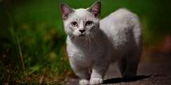 5 Mitos Kucing Munchkin, dari Kelainan Genetik Hingga Sulit Lari