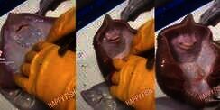 Viral Video Ikan Pari Digelitik, Malah Senyum-Senyum Bikin Gemes