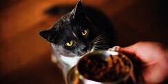 Wajib Tahu, Ini Pentingnya Sediakan Makanan Kucing dengan Omega 3