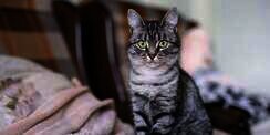 Terpesona 7 Ras Kucing Berbulu Abu-Abu Terindah di Dunia