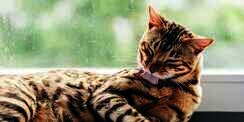Mengulik Alasan di Balik Kebiasaan Grooming Kucing Setelah Makan