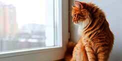 Lebih Aman di Rumah Aja, Ini Bahayanya Saat Kucing Menjelajah Lingkungan Luar