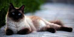 Cerewetnya Kucing Siam, Ini Alasan Menarik di Balik Kebiasaan Mengeongnya