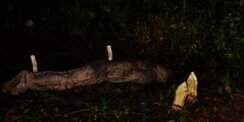 Kisah Nyata Jenazah yang Berubah Menjadi Babi Hutan
