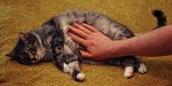 Bikin Salah Paham, Ternyata Perut Kucing yang Kendor Bukan Pertanda Kurus