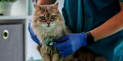 4 Pertanyaan Wajib Saat Pertama Kali Bawa Kucing ke Dokter Hewan