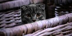 24 Jam Pertama Bersama Kucing Lucu di Rumah, Apa Saja yang Harus Dilakukan? 