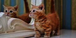 Bikin Gemas, Ini Fakta di Balik Julukan Sausage Cat untuk si Kucing Munchkin