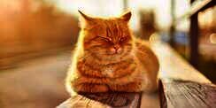 Bikin Gemas, Ini Makna Kucing Tidur dengan Kepala Tetap Tegak