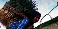5 Pesona Novi Listiana, Eks Biduan Kini Hijrah Jadi Petani