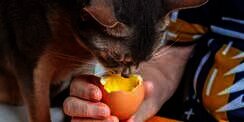 Manfaat Kuning Telur Mentah untuk Kesehatan Kucing, Aman Asal&hellip;