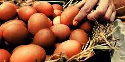 Telur Ayam Langka Berusia 1.000 Tahun dari Periode Islam Ditemukan di Israel
