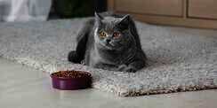 5 Hal yang Bisa Ditambahkan pada Cat Food untuk Tingkatkan Kesehatannya