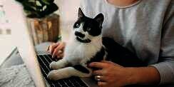 Penasaran Seberapa Pintar Kucing Kesayanganmu? Ini Jawabannya!