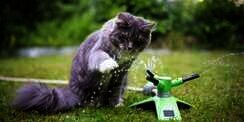 5 Permainan Super Fun Buat Kucing yang Gemar Main Air